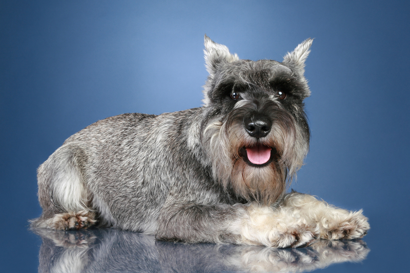 Продолжительность жизни миттельшнауцера зависит от рациона