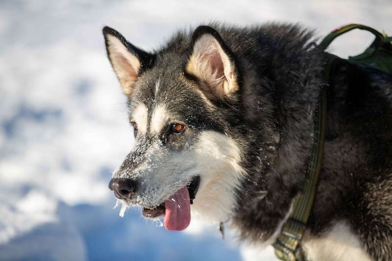 Кастрация может повлиять на срок жизни аляскинского маламута
