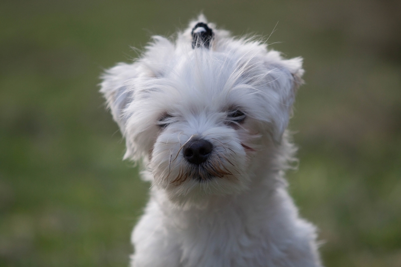 Сколько живут мальтезе?