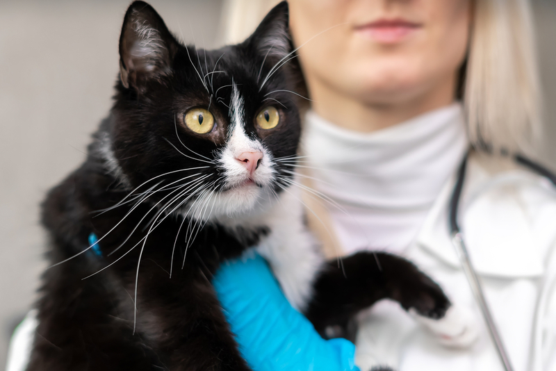 У молодых кошек проблемы с печенью лечатся лучше