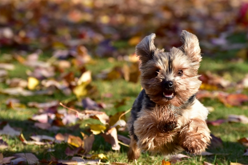 Первая течка йорка может проходить иначе, чем последующие