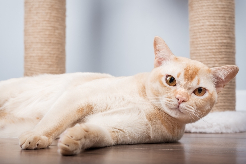 Срок жизни бурманской кошки можно определить по шерсти