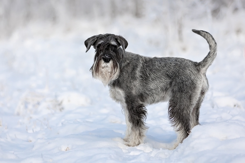 Миттельшнауцер относится к породам молоссов