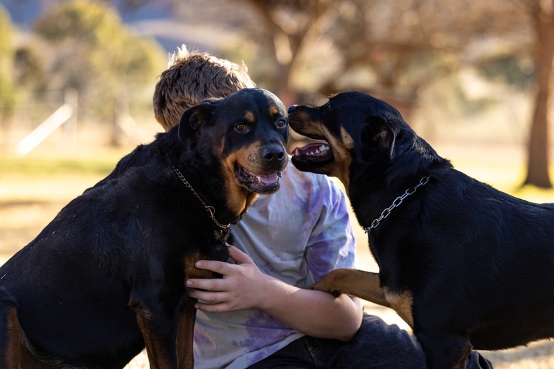 Ротвейлер – преданная человеку собака