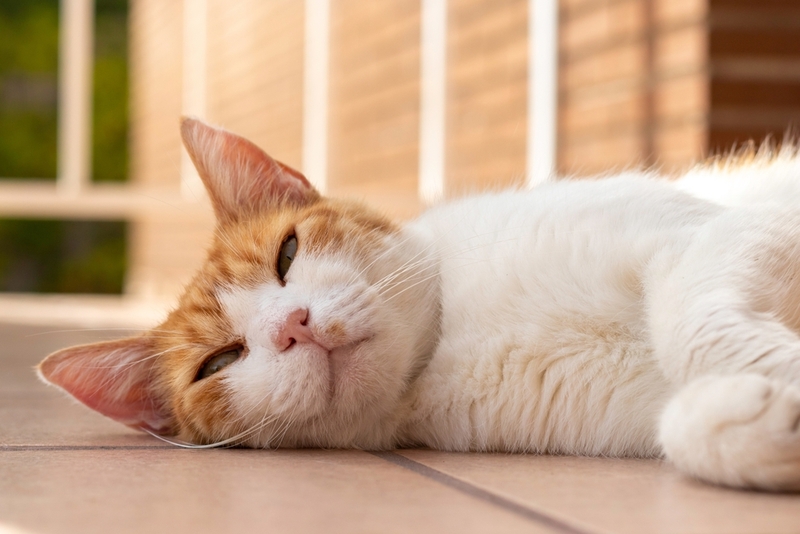 Кошачья гиперестезия диагностируется у молодых особей