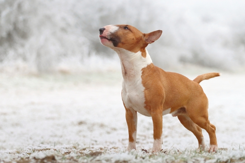 Рацион влияет на вес мини-бультерьера