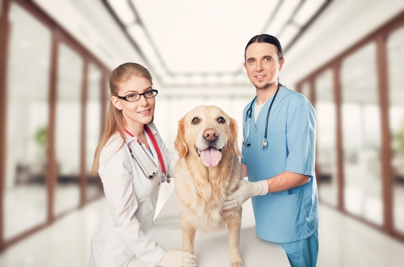 Какие формы аденовируса у собак бывают?