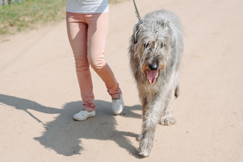Срок жизни ирландских волкодавов зависит от некоторых факторов