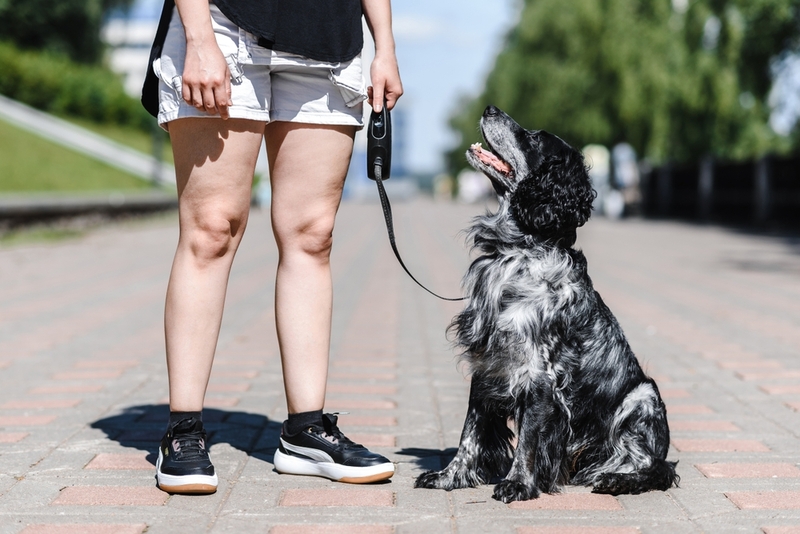 На срок жизни русского спаниеля влияет множество факторов