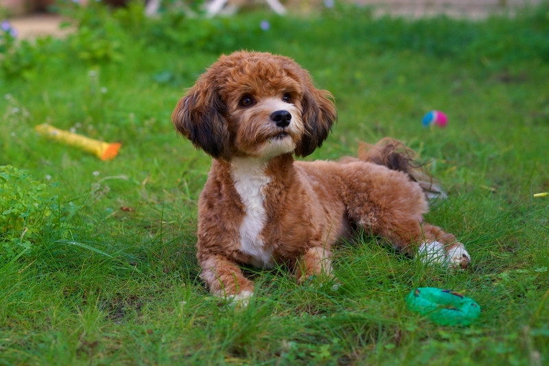 Бишоны – преданные собаки