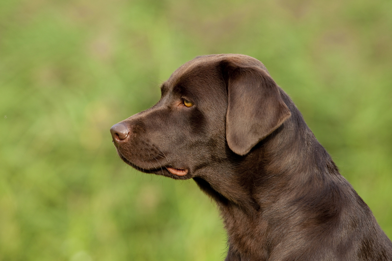 Лабрадор – собака для начинающих владельцев