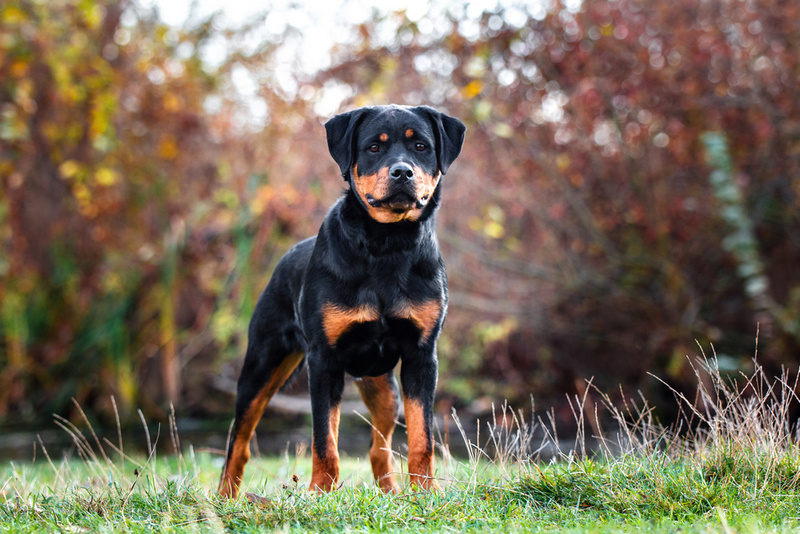 Выделения во время течки у ротвейлера могут быть нетипичными