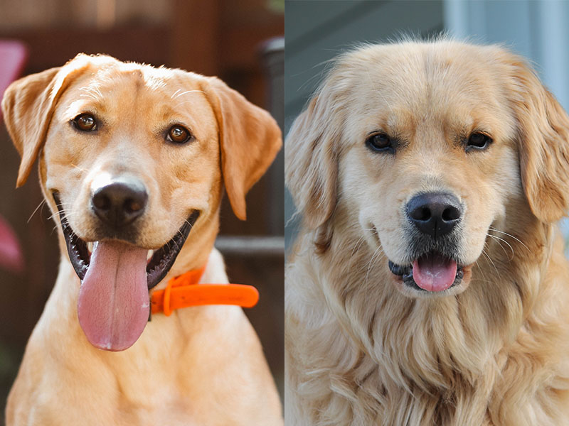 Есть ли разница в форме глаз у лабрадора и ретривера?