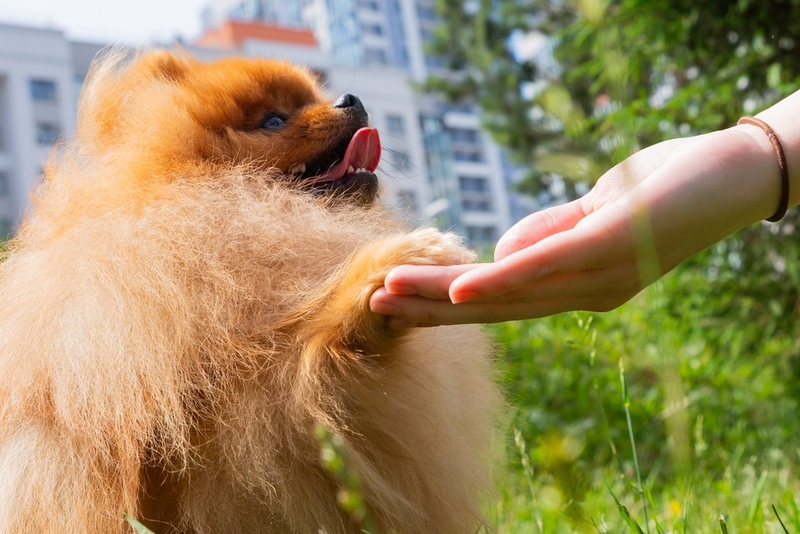 Можно ли считать шпица гипоаллергенной породой собак?