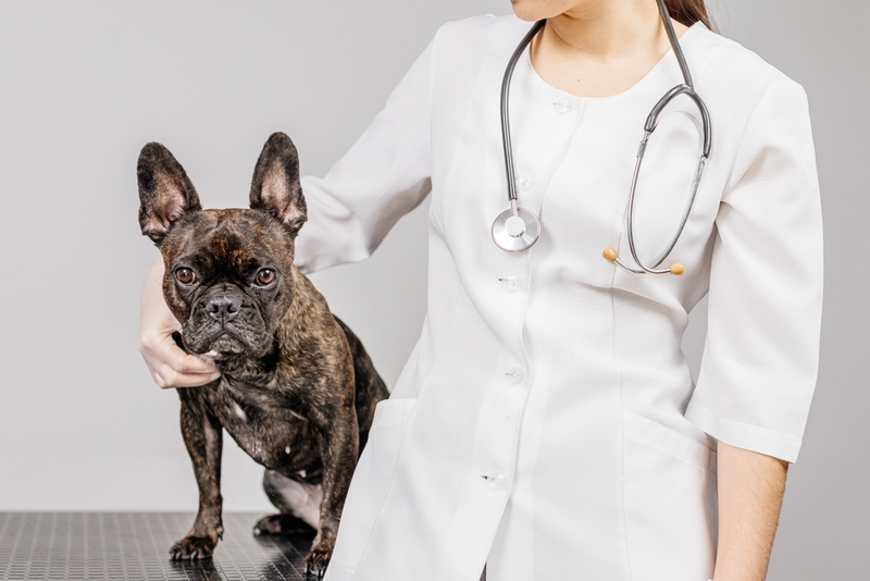 Собака с гиперпаратиреозом требует диагностики