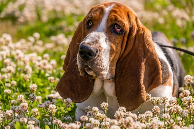 Пол влияет на то, сколько весит бассет-хаунд