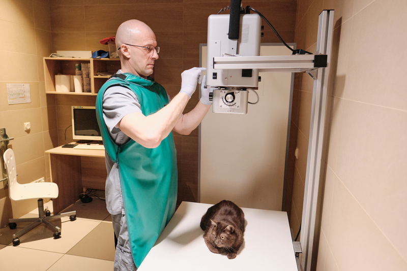 Для определения болезни Кушинга кошкам может назначаться рентген