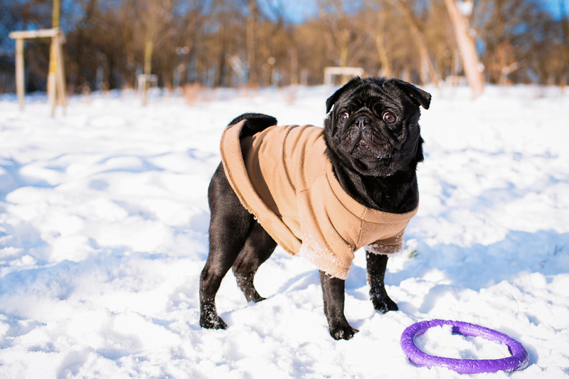 Какой характер у черного мопса?
