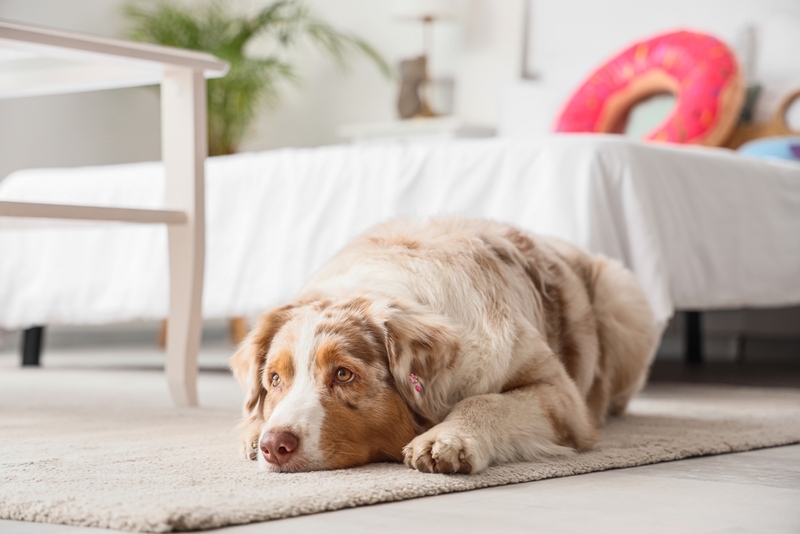 На какие патологии похож заворот желудка у собаки?