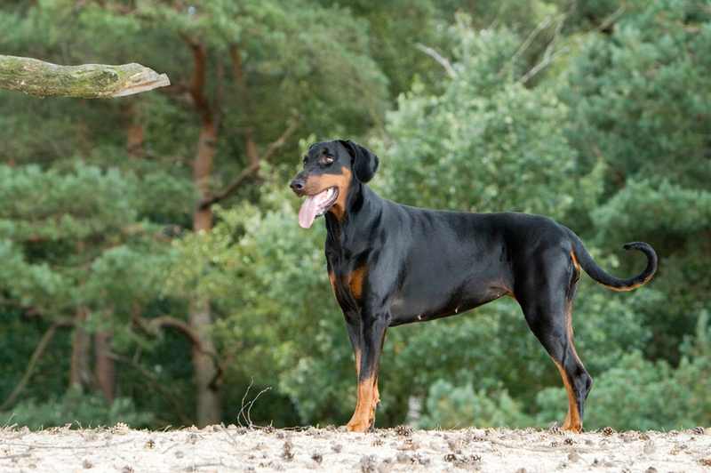 Доберманы являются породой, относящейся к пинчерам