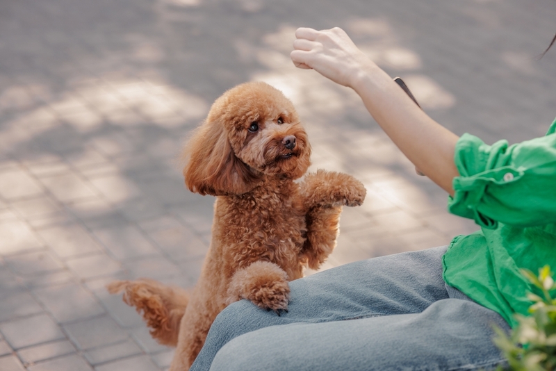 Дрессировка коричневого пуделя