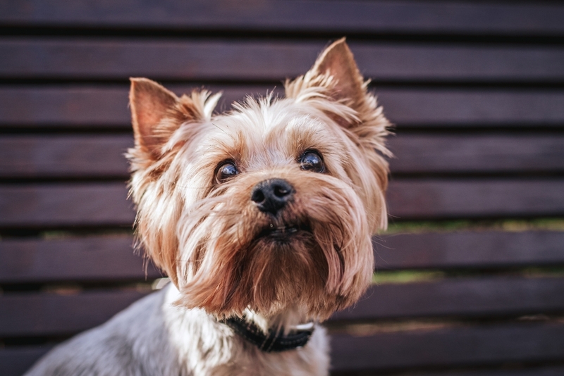 Вязка йоркширского терьера проходит в несколько этапов