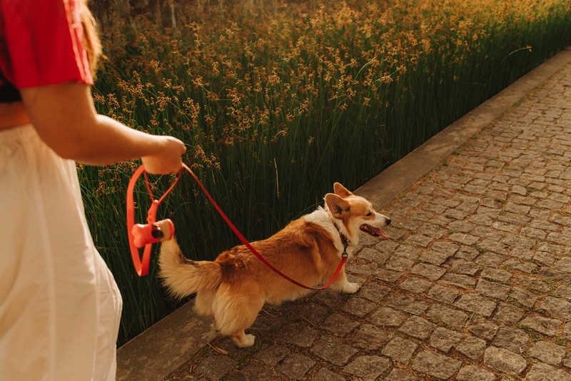 Во время беременности и родов корги потребуется помощь владельца