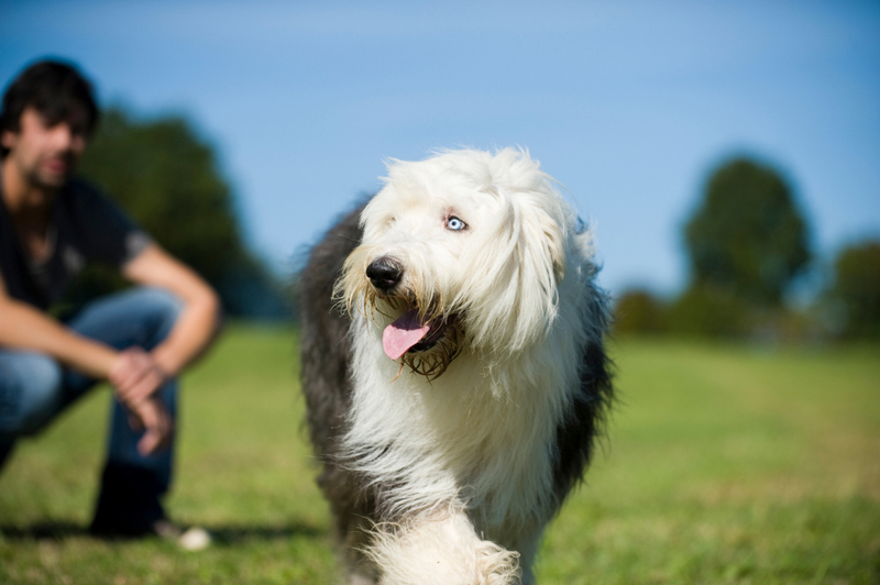 Вислоухая собака требует ухода