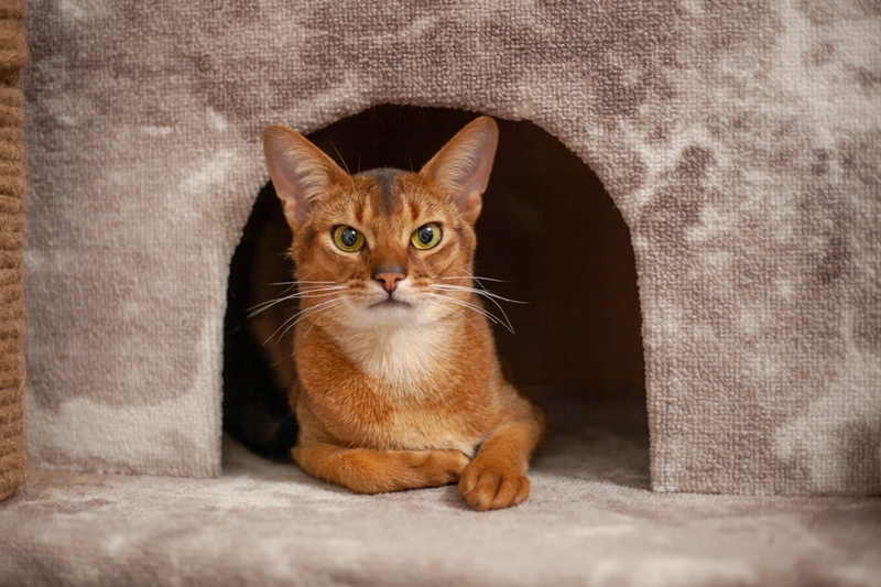 Владельцу важно знать, сколько весит абиссинская кошка