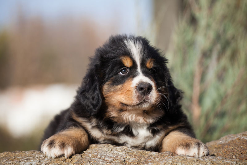 щенок бернского зенненхунда
