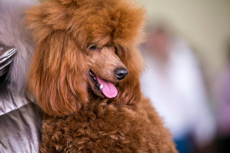 Важно знать, сколько стадий длится беременность у пуделя