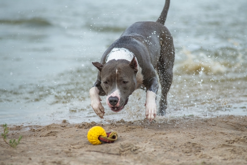 Можно определить, как долго прожил американский стаффордширский терьер по человеческим меркам