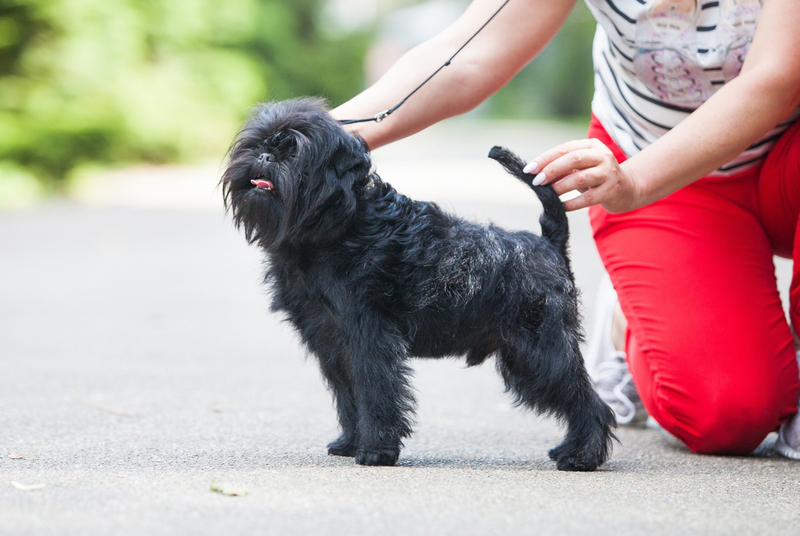 Собака породы пинчер с владелицей