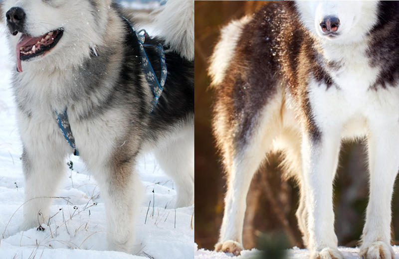 Чем отличаются ноги маламута и хаски?