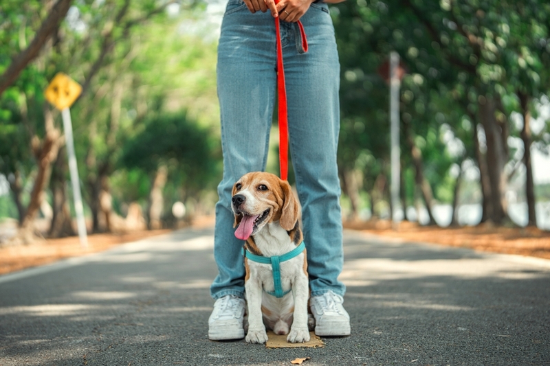 Бигли, как и другие собаки, могут страдать от болезней