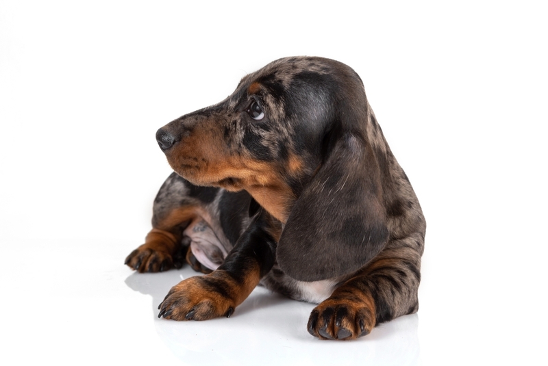 Щенок мраморной таксы на фото