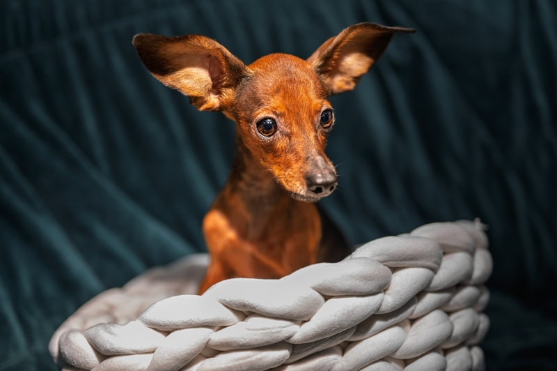 Генетика русского той-терьера влияет на то, сколько он весит