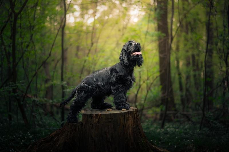 Красивый черный спаниель