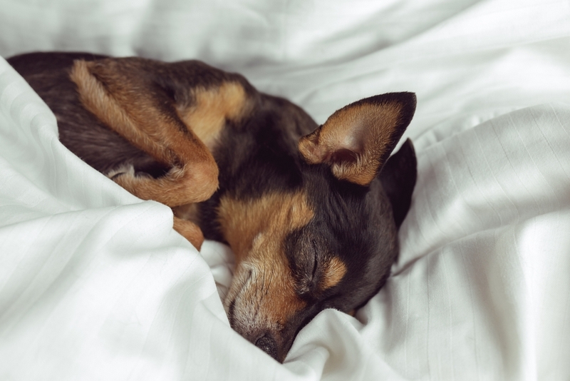 Средняя продолжительность жизни пражского крысарика примерно 14 лет