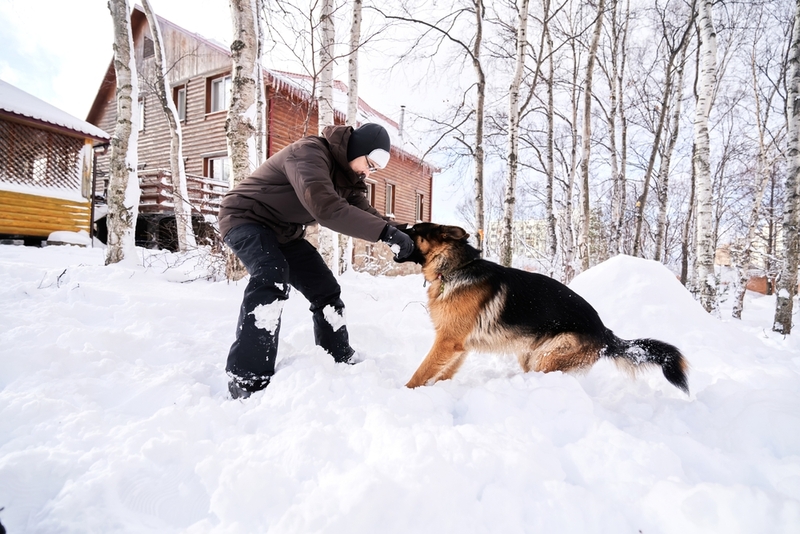 Собаки – это верные друзья для человека, которые любят игры с ним