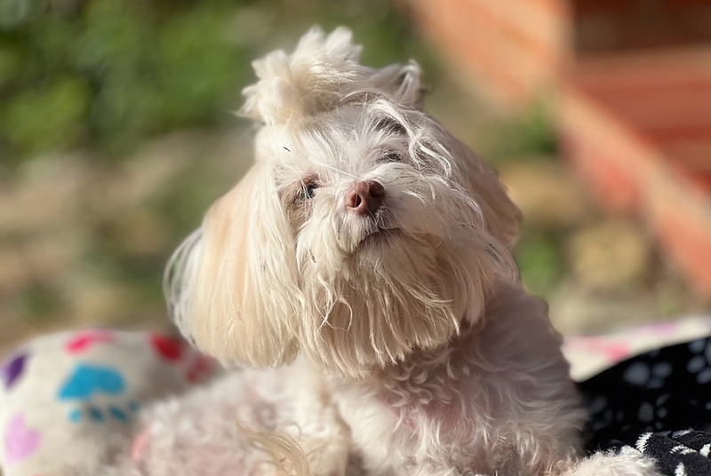 Мальтезе – вислоухая собака