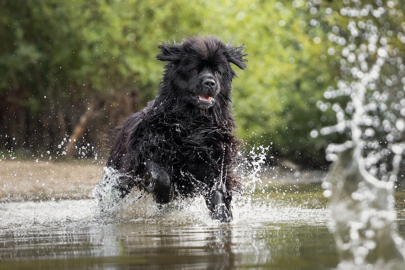 Уровень активности влияет на то, сколько весит ньюфаундленд