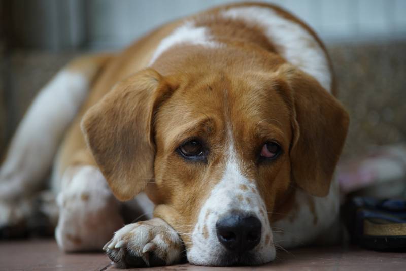 Артроз у собак- симптомы и лечение - РуВет