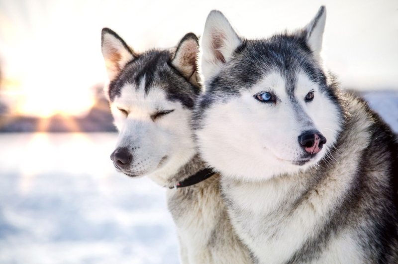 Как относятся к сородичам хаски и маламуты?