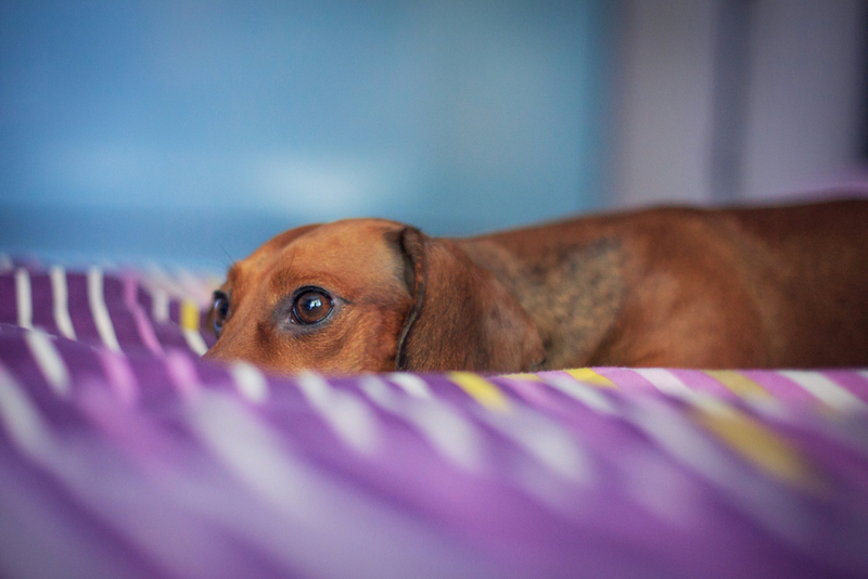 Собака может получить интоксикацию