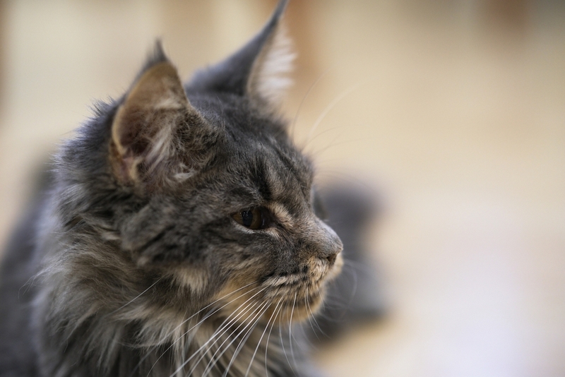 У мейн-куна может возникать такая болезнь, как атрофия