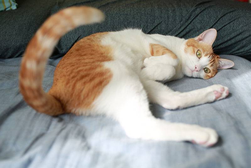 Почему кошка виляет хвостом – 11 причин и что это значит