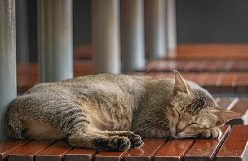 Полосатый кот породы пиксибоб