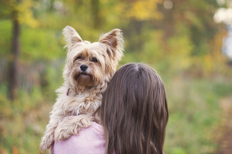 Вязку йоркширского терьера проводят в овуляцию у самки