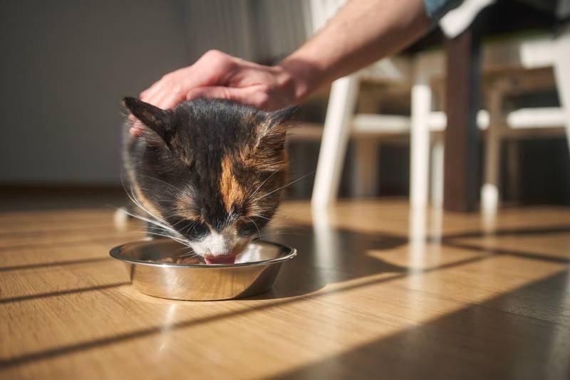 Почему кошка плохо ест и худеет: причины и способы решения проблемы